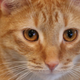 Or maybe they just think internet denizens will click on anything with an adorable cat on it.